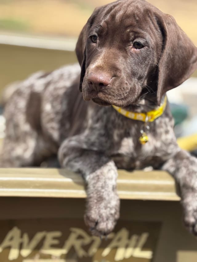 German Shorthaired Pointer Puppies media 18