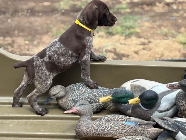 German Shorthaired Pointer Puppies media 19