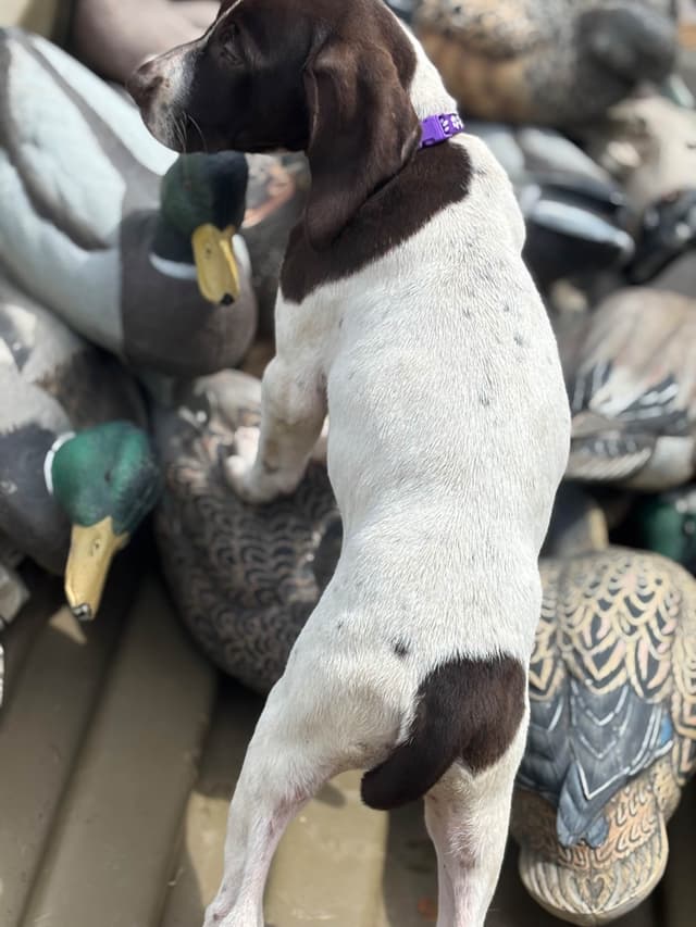 German Shorthaired Pointer Puppies media 20