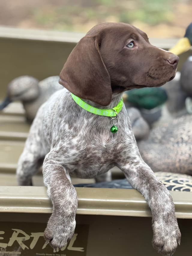 German Shorthaired Pointer Puppies media 21