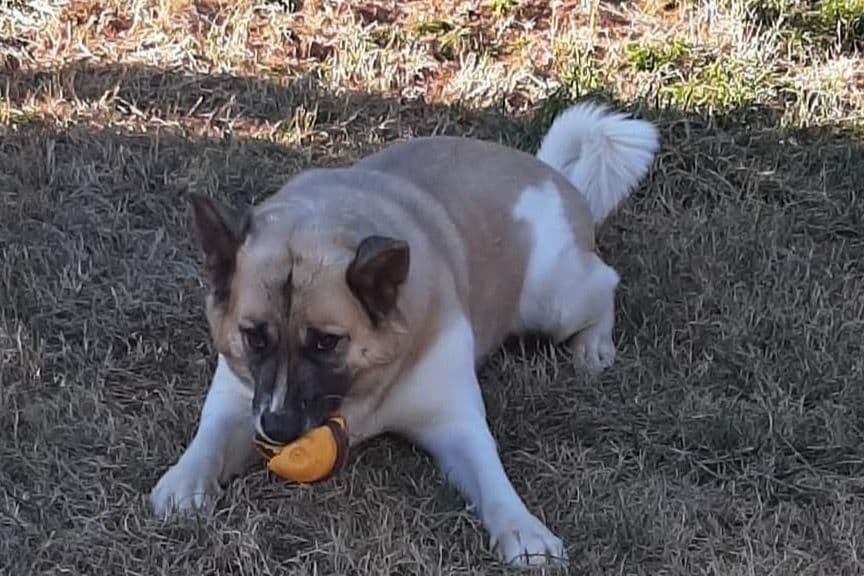 American Akita Puppies breeder image 4