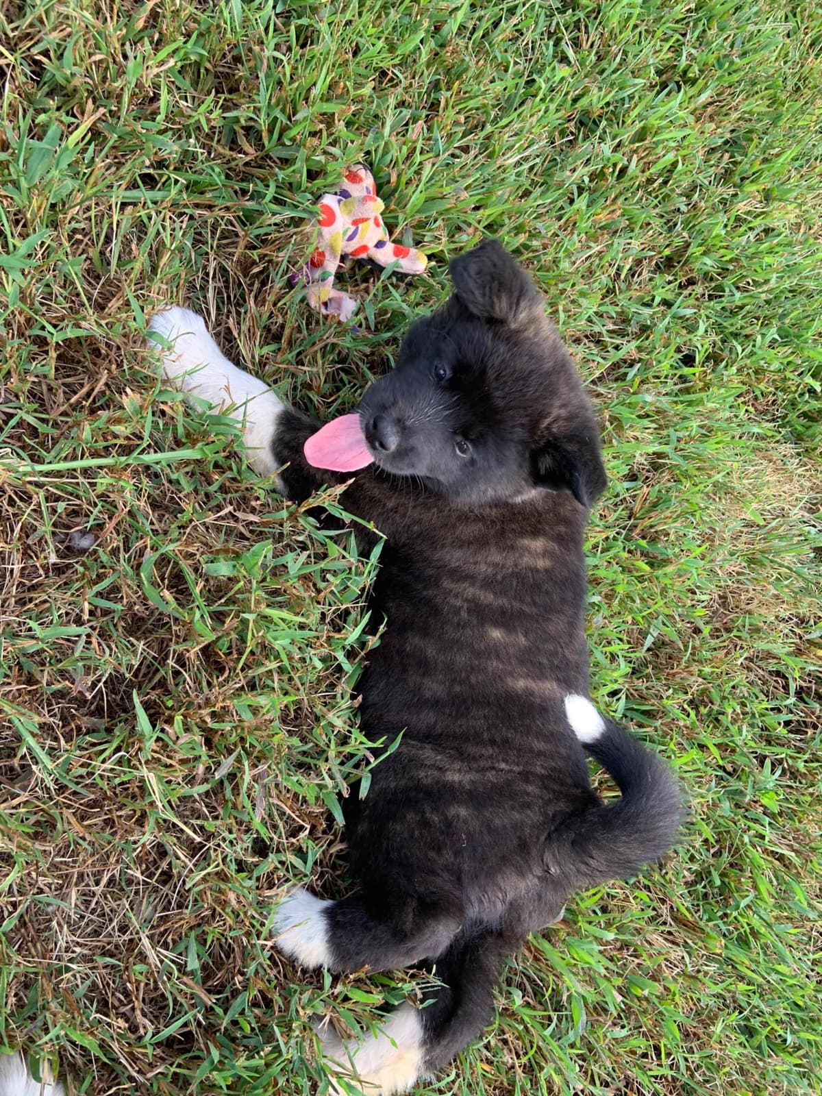 American Akita Puppies breeder image 6