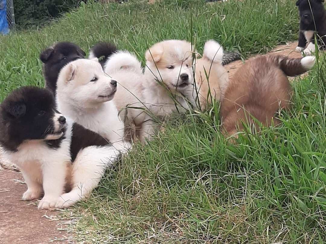 American Akita Puppies breeder image 7