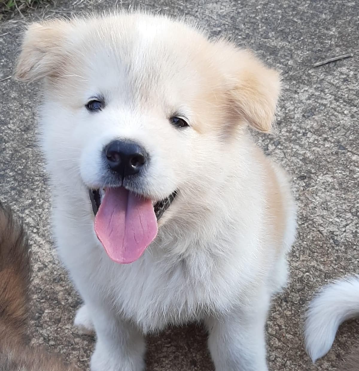 American Akita Puppies breeder image 9