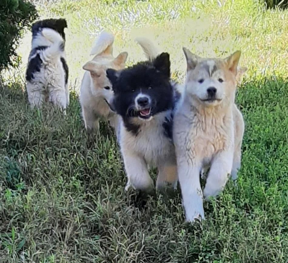 American Akita Puppies breeder image 11