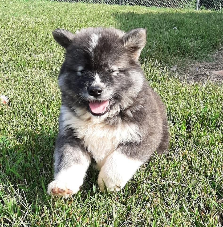 American Akita Puppies breeder image 12