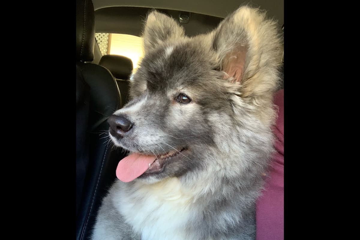 American Akita Puppies breeder image 1