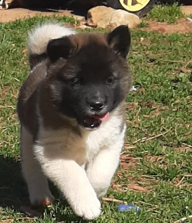 American Akita Puppies breeder image 14