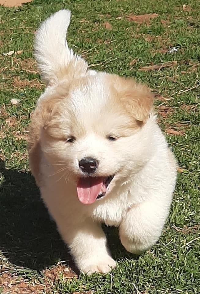 American Akita Puppies breeder image 15