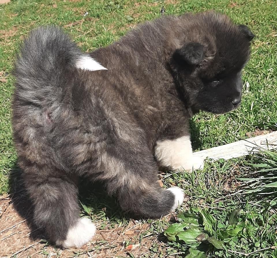 American Akita Puppies breeder image 16