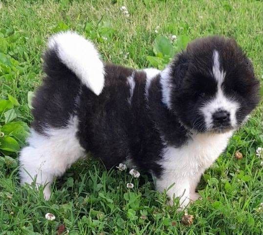 American Akita Puppies breeder image 17
