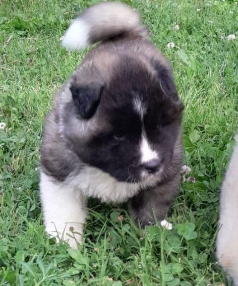 American Akita Puppies breeder image 18