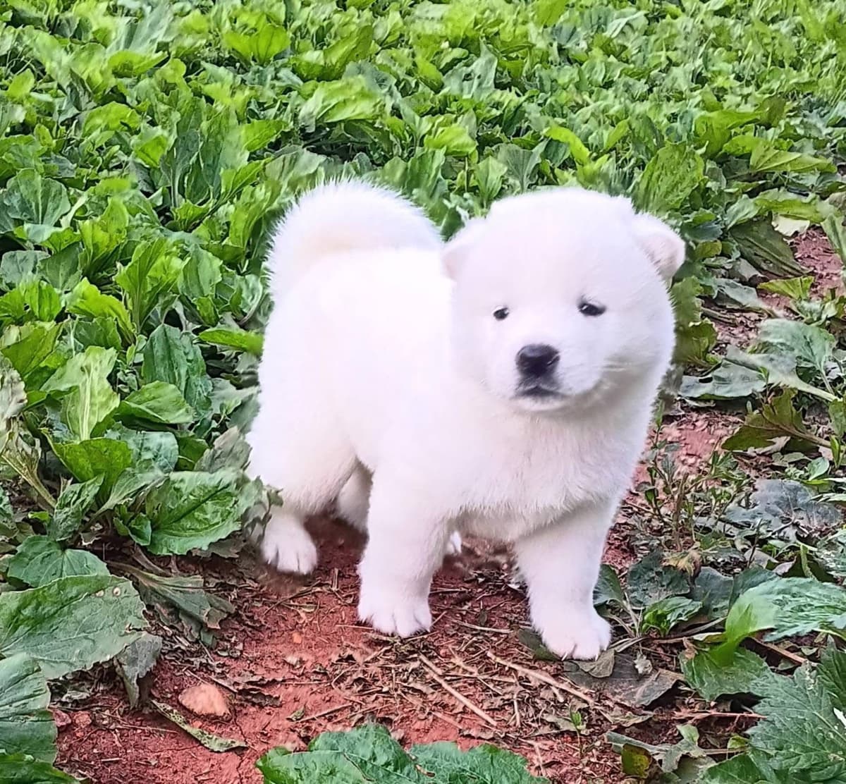 American Akita Puppies breeder image 20