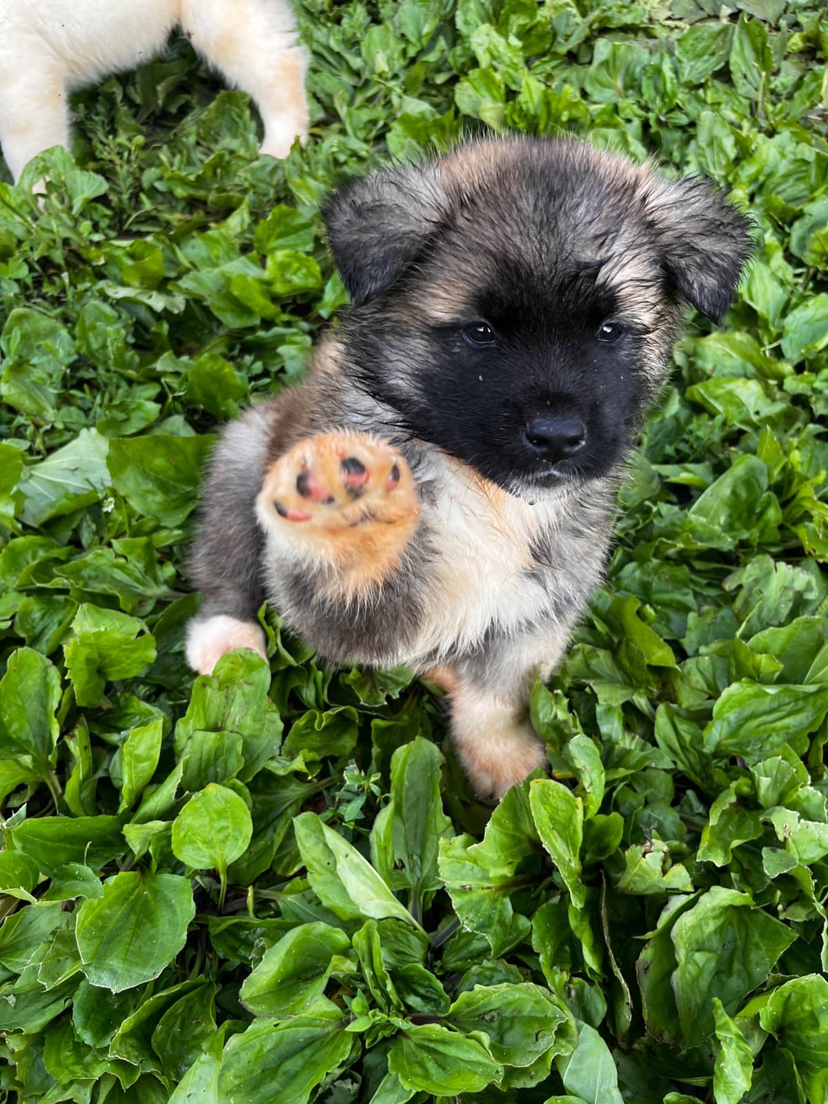 American Akita Puppies breeder image 21