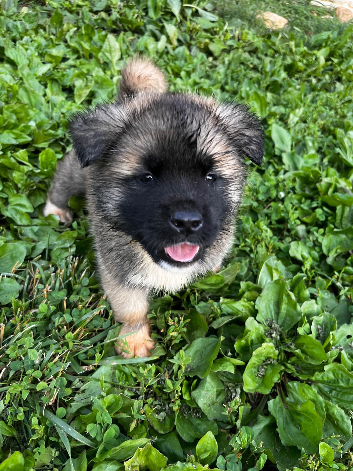 American Akita Puppies breeder image 22