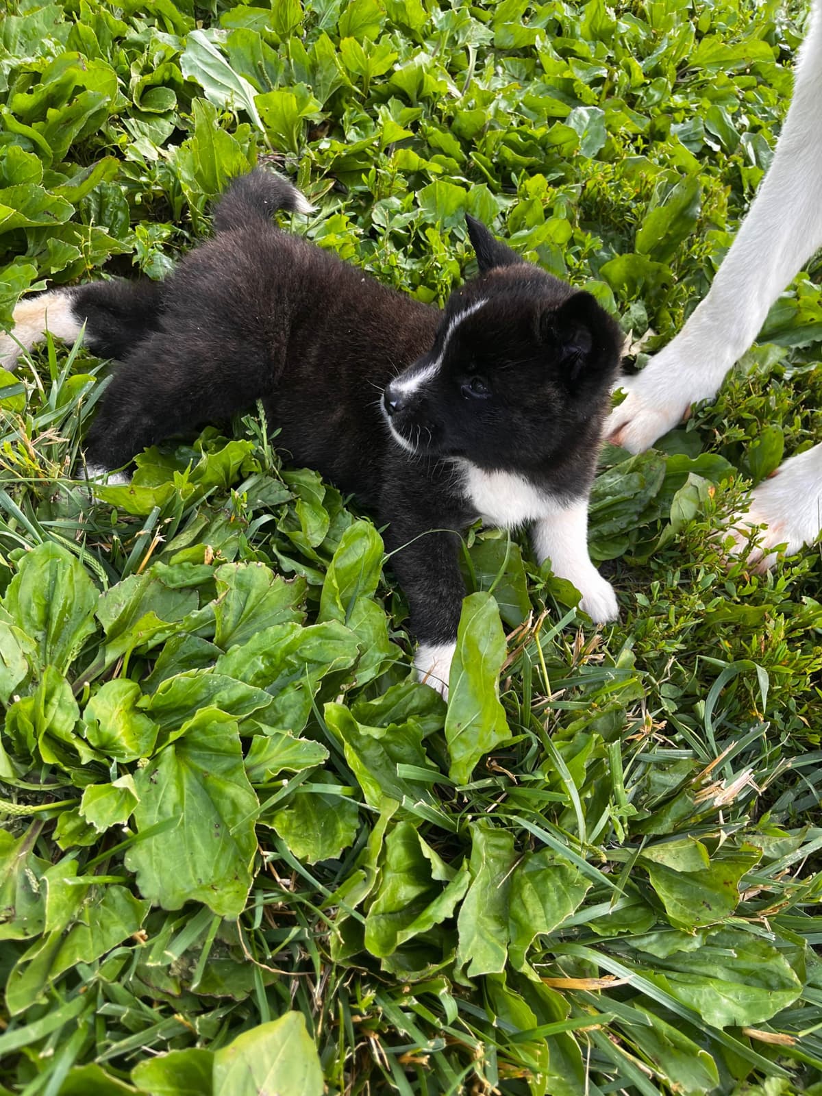 American Akita Puppies breeder image 23