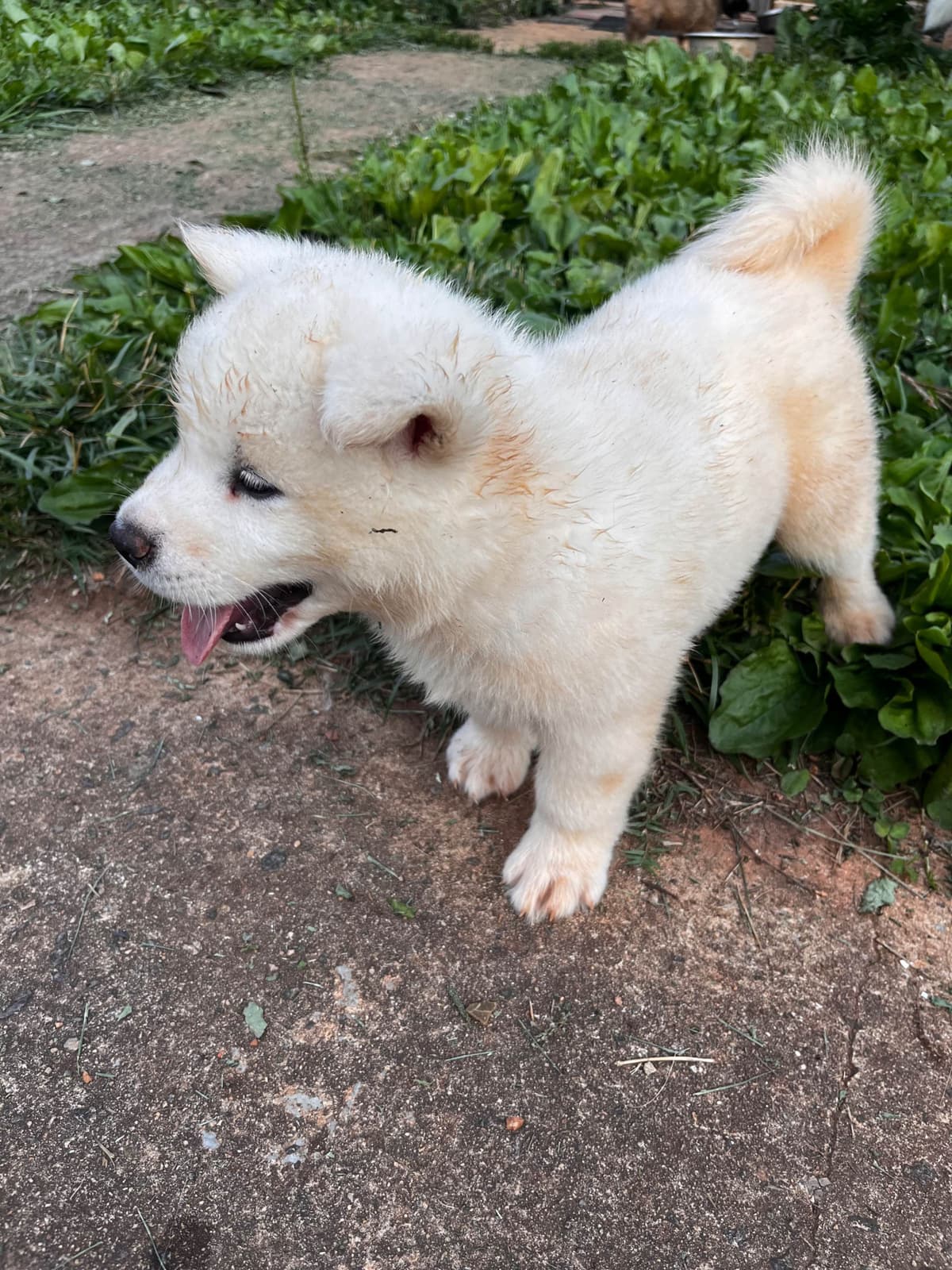 American Akita Puppies breeder image 24