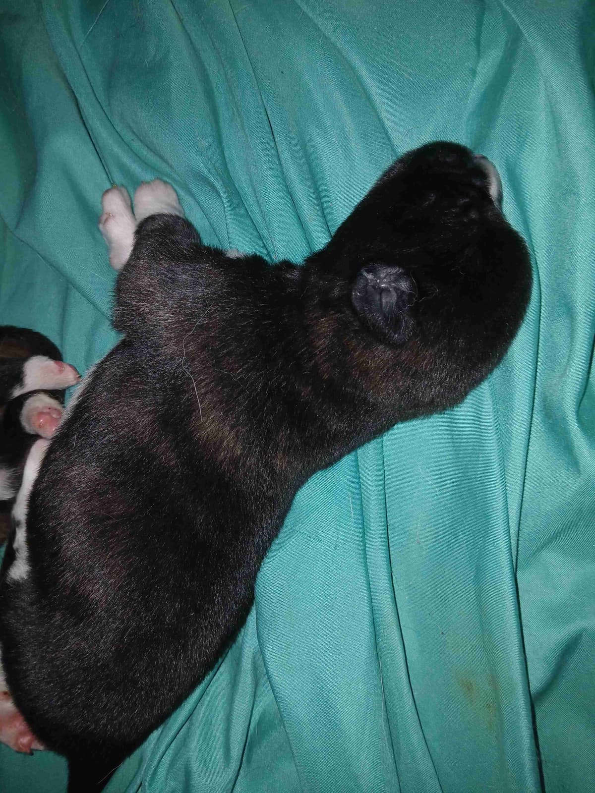 American Akita Puppies breeder image 27