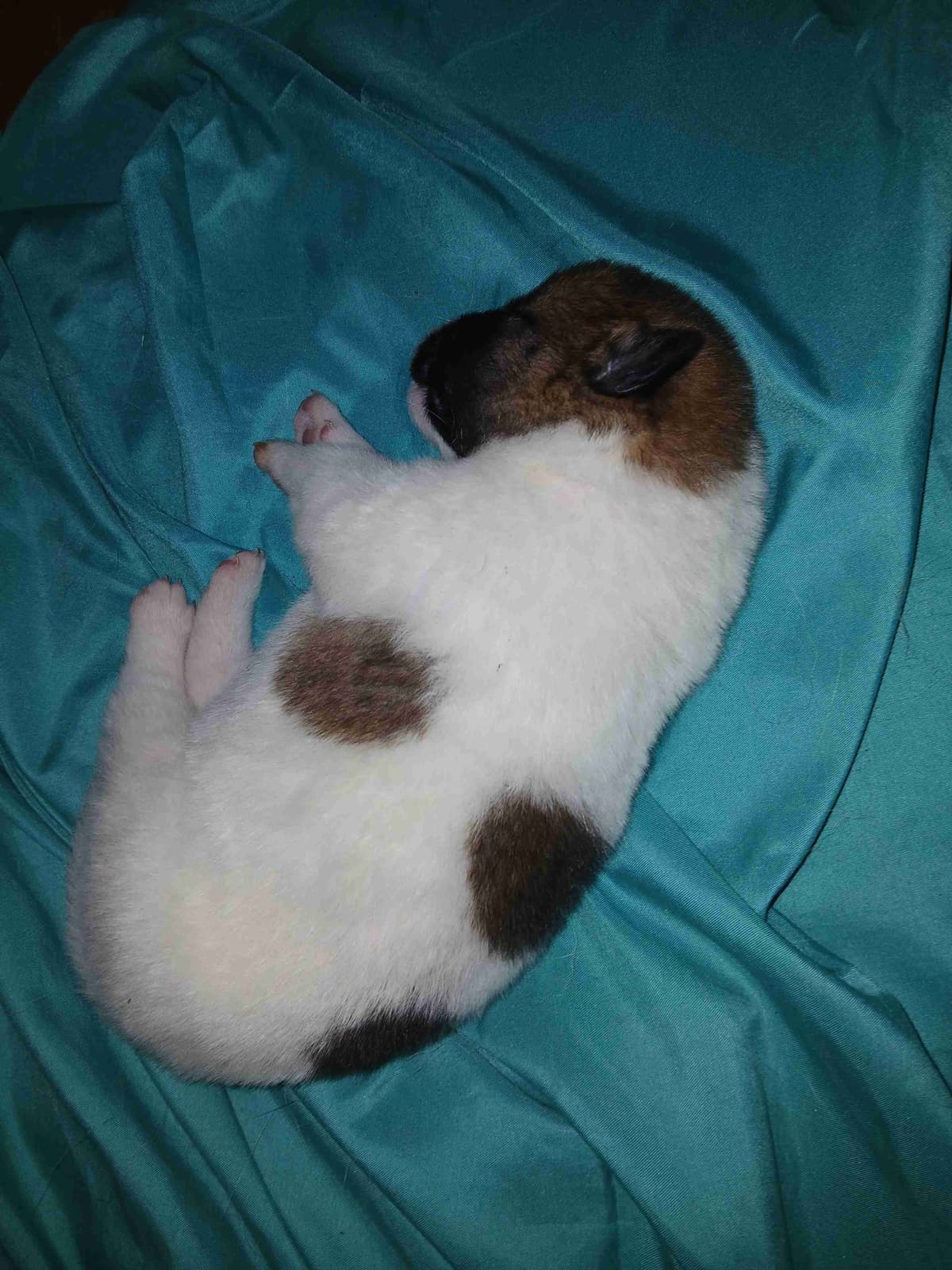 American Akita Puppies breeder image 28