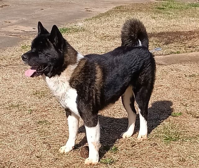 American Akita Puppies media 2