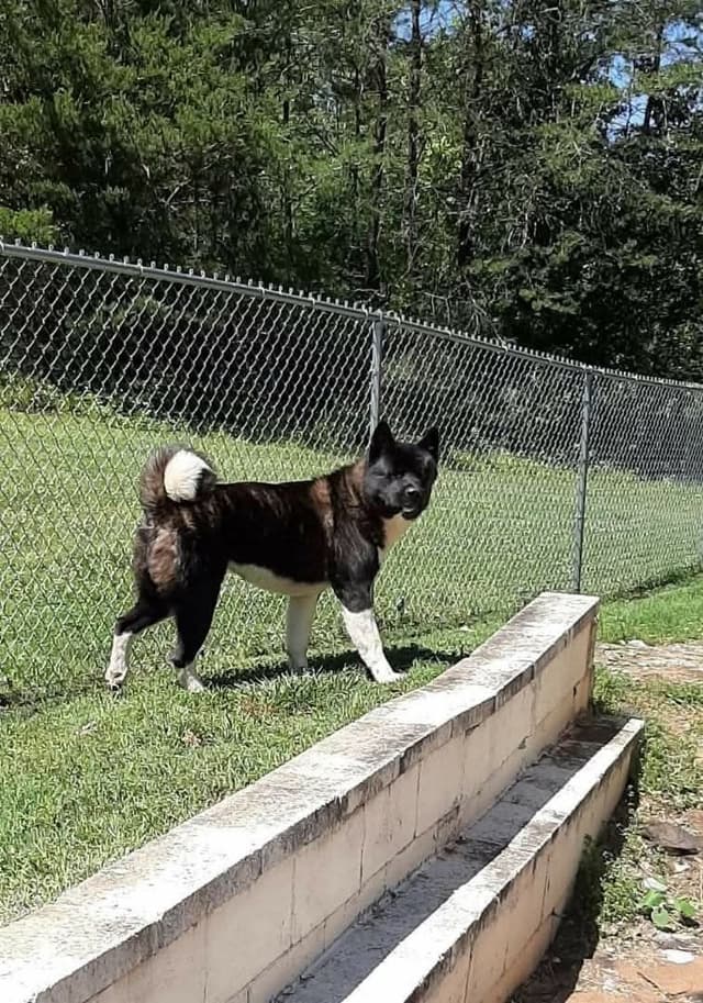 American Akita Puppies media 3