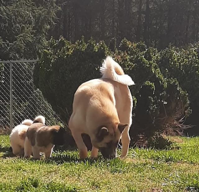 American Akita Puppies media 4