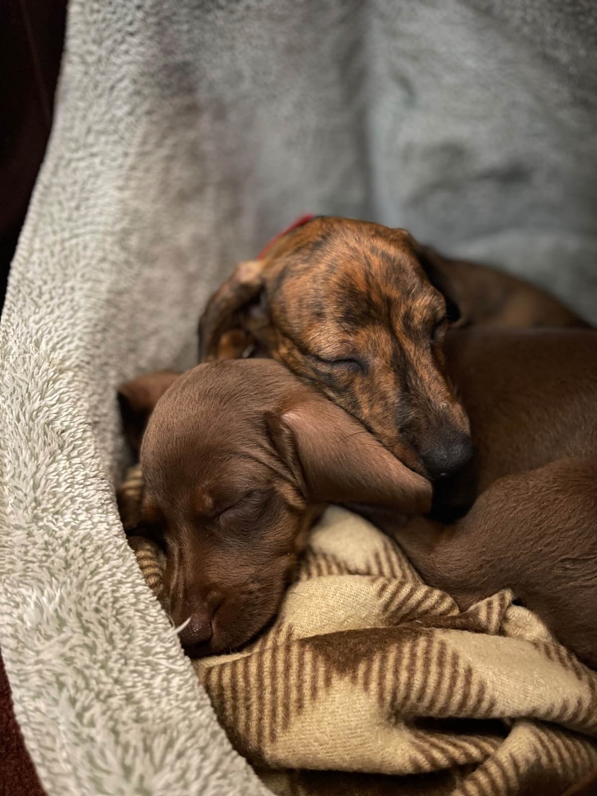 Quality Bred, Family Raised breeder image 4