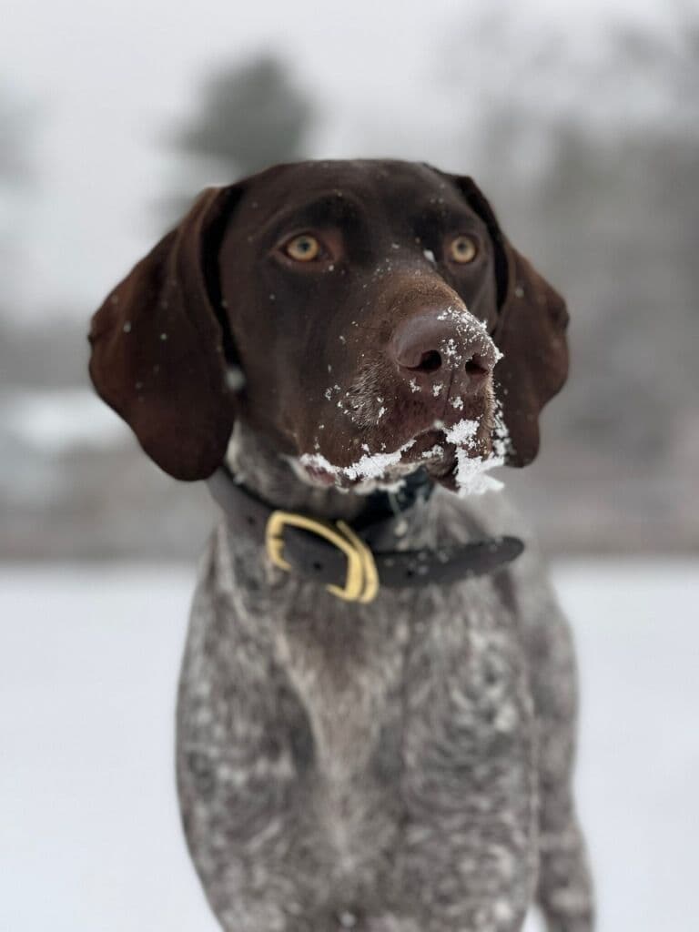 German Shorthaired Pointer Puppies/Black Roan breeder image 1