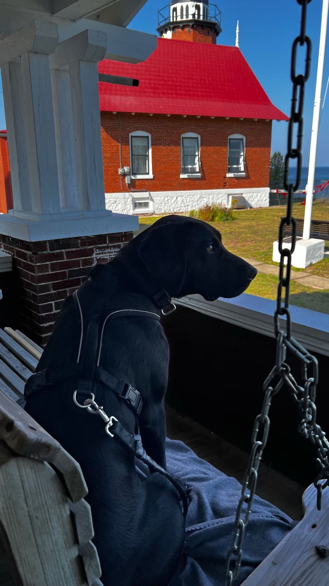 German Shorthaired Pointer Puppies/Black Roan breeder image 5