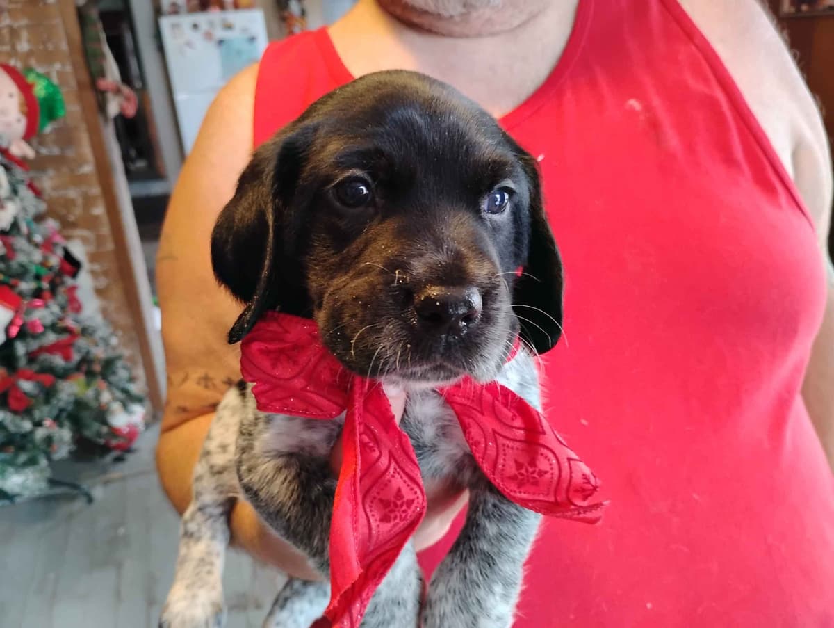 German Shorthaired Pointer Puppies/Black Roan breeder image 6
