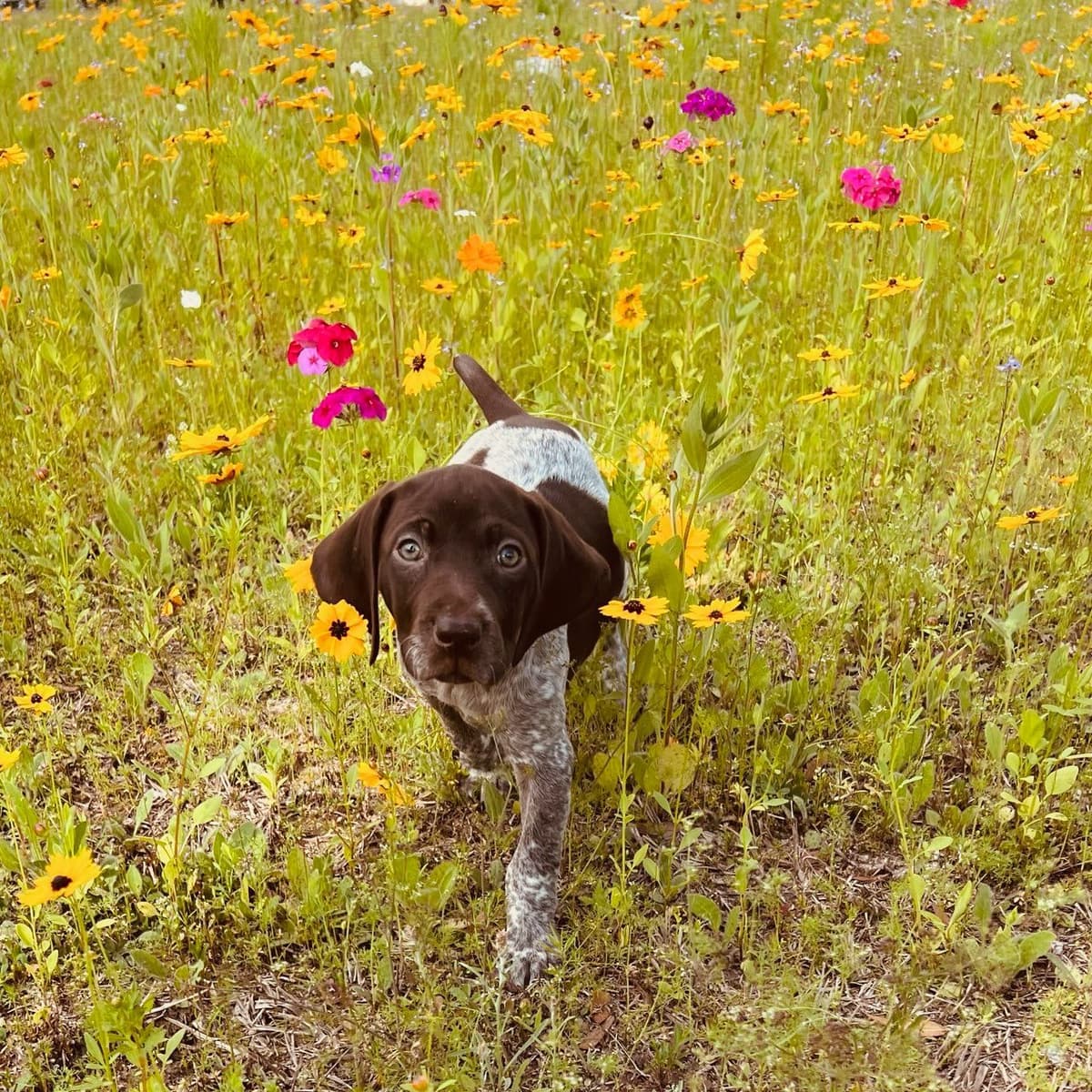 German Shorthaired Pointer Puppies/Black Roan breeder image 7
