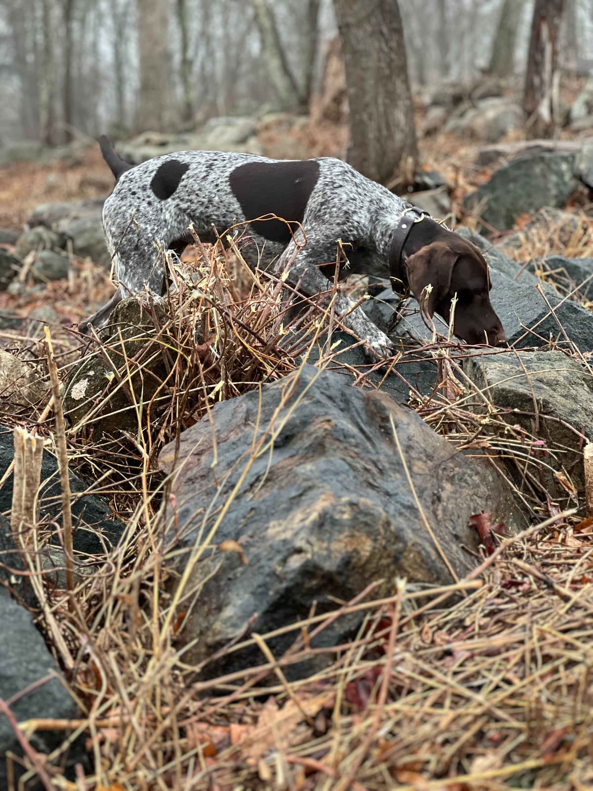 German Shorthaired Pointer Puppies/Black Roan breeder image 8