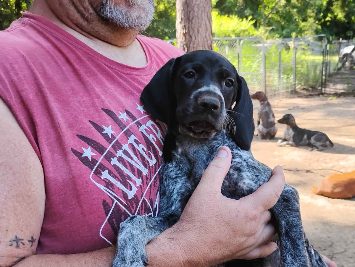 German Shorthaired Pointer Puppies/Black Roan breeder image 12