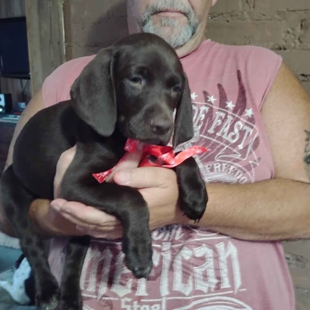 German Shorthaired Pointer Puppies-Liver media 2