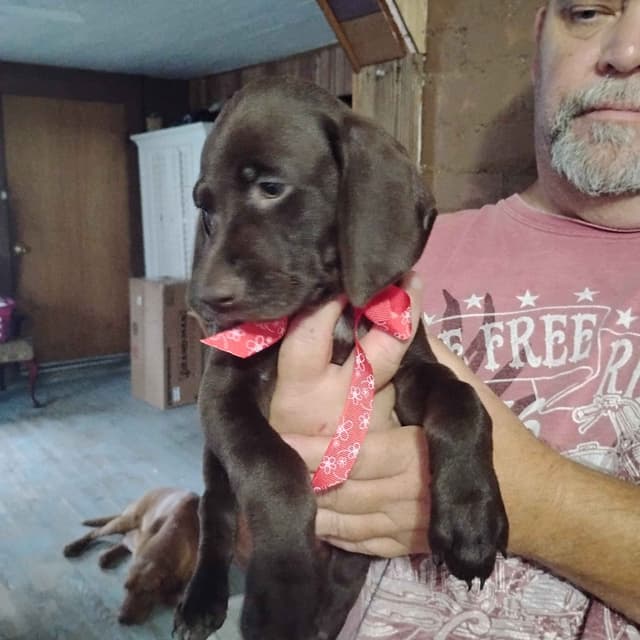 German Shorthaired Pointer Puppies-Liver media 4