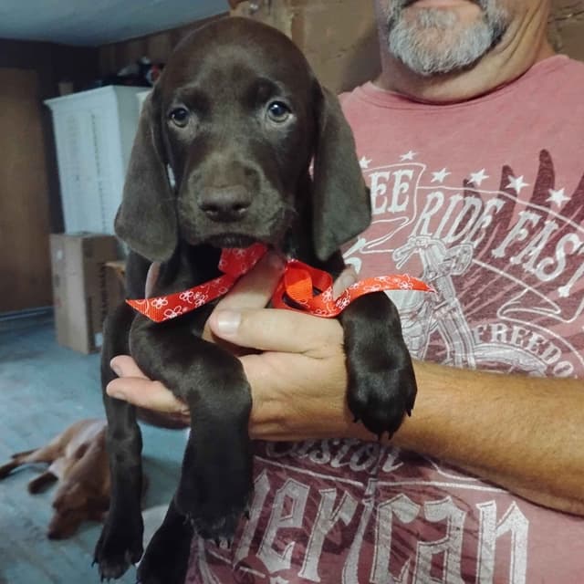 German Shorthaired Pointer Puppies-Liver media 5
