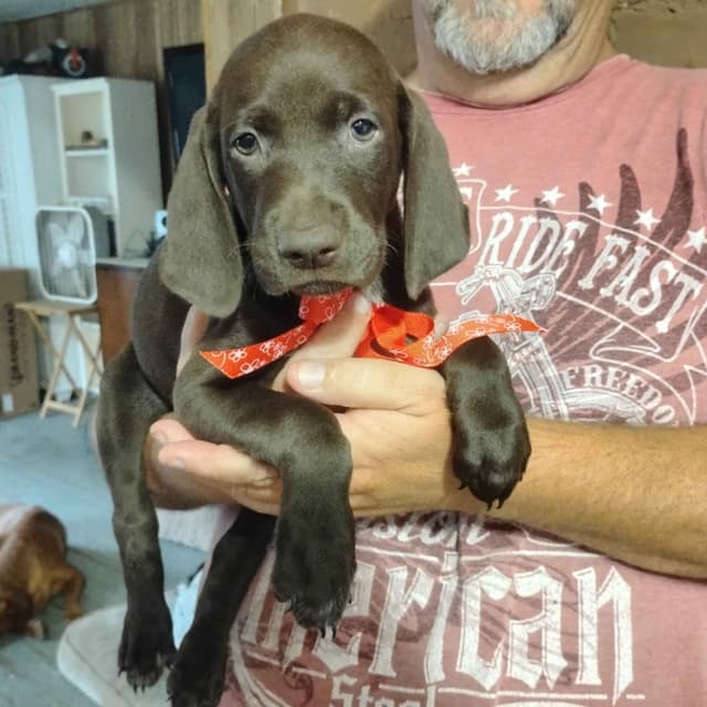 German Shorthaired Pointer Puppies-Liver media 3