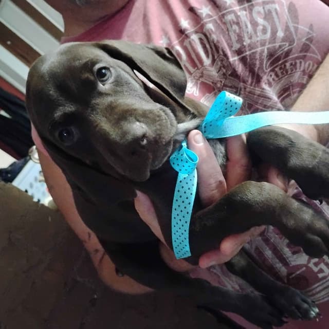 German Shorthaired Pointer Puppies-Liver media 6