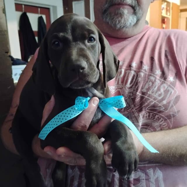 German Shorthaired Pointer Puppies-Liver media 7