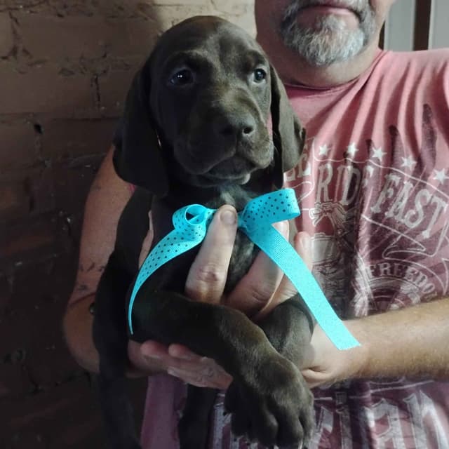 German Shorthaired Pointer Puppies-Liver media 8