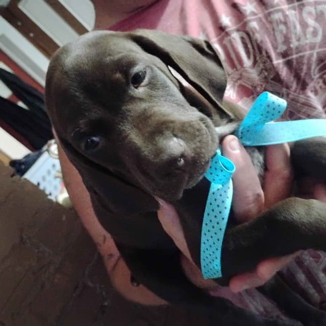 German Shorthaired Pointer Puppies-Liver media 9