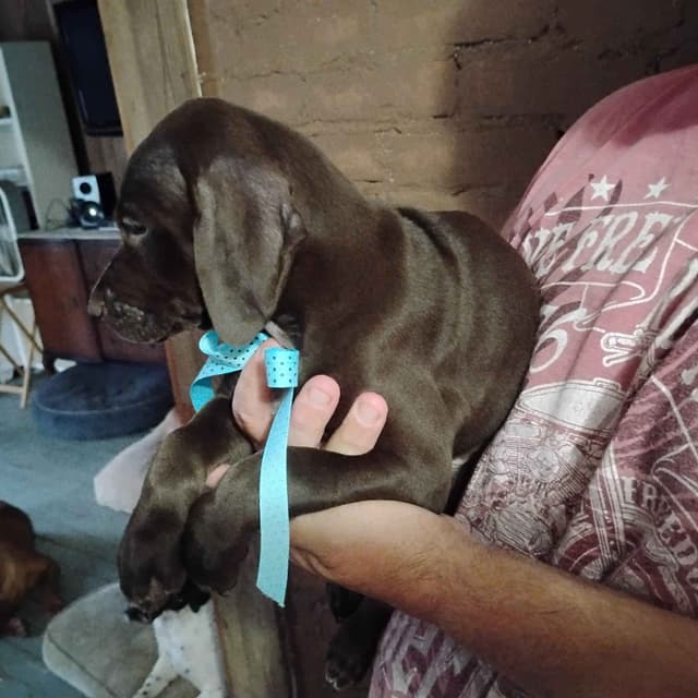 German Shorthaired Pointer Puppies-Liver media 10