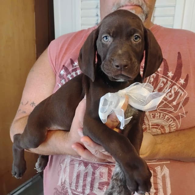 German Shorthaired Pointer Puppies media 2