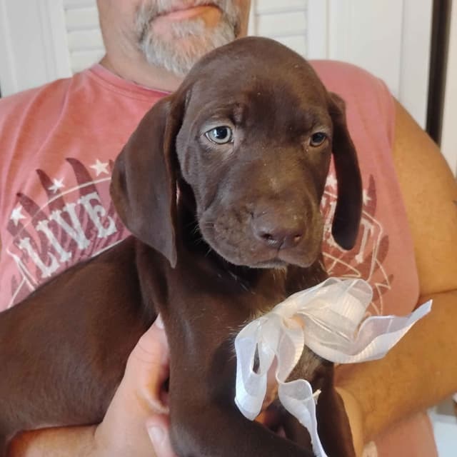 German Shorthaired Pointer Puppies media 3