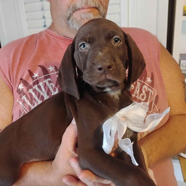 German Shorthaired Pointer Puppies media 4