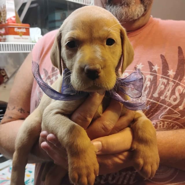 Labrador Retriever Puppies- Fox Red media 5