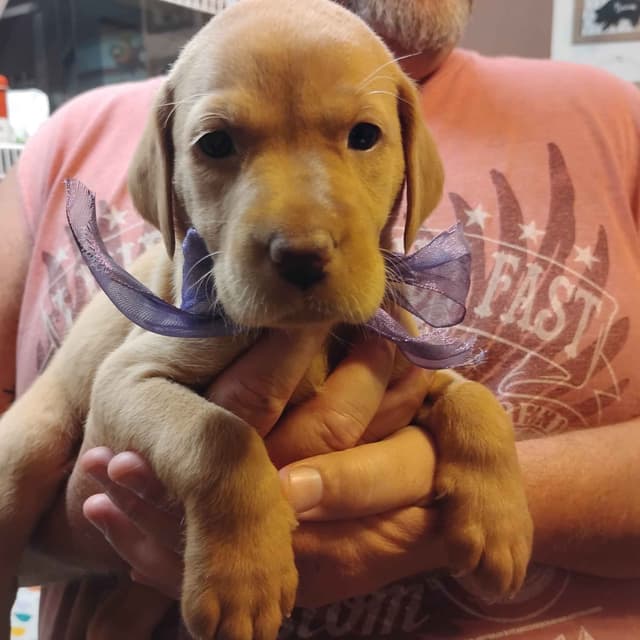 Labrador Retriever Puppies- Fox Red media 6