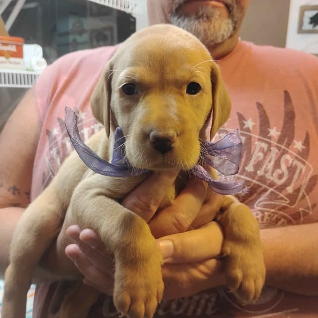 Labrador Retriever Puppies- Fox Red media 7
