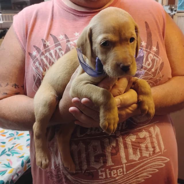 Labrador Retriever Puppies- Fox Red media 8