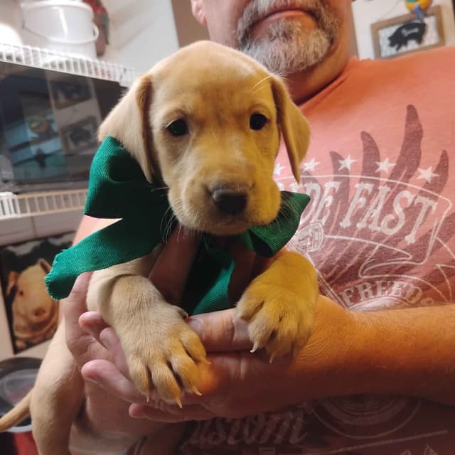 Labrador Retriever Puppies- Fox Red media 9